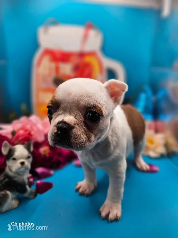Tulip – Boston Terrier puppy for sale in Molalla, OR