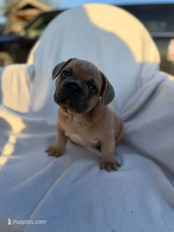 Pumbaa – English Bulldog, French Bulldog puppy for sale in Molalla, OR