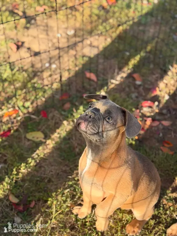 French Fry – French Bulldog puppy for sale in Molalla, OR