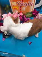 Tulip, a female Boston Terrier for sale in Molalla, OR – 6 of 6