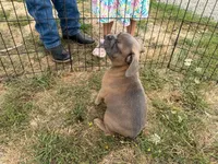 French Fry, a male French Bulldog for sale in Molalla, OR – 4 of 8
