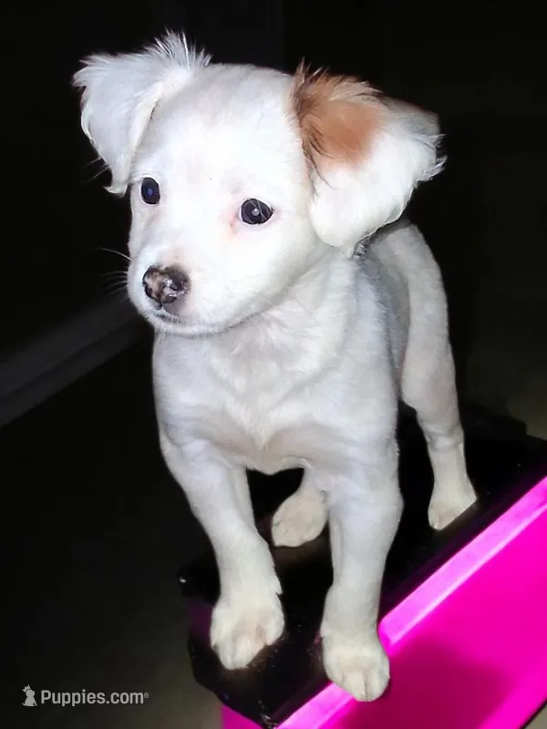 Margarita  – Chipoo puppy for sale in Perry, SC