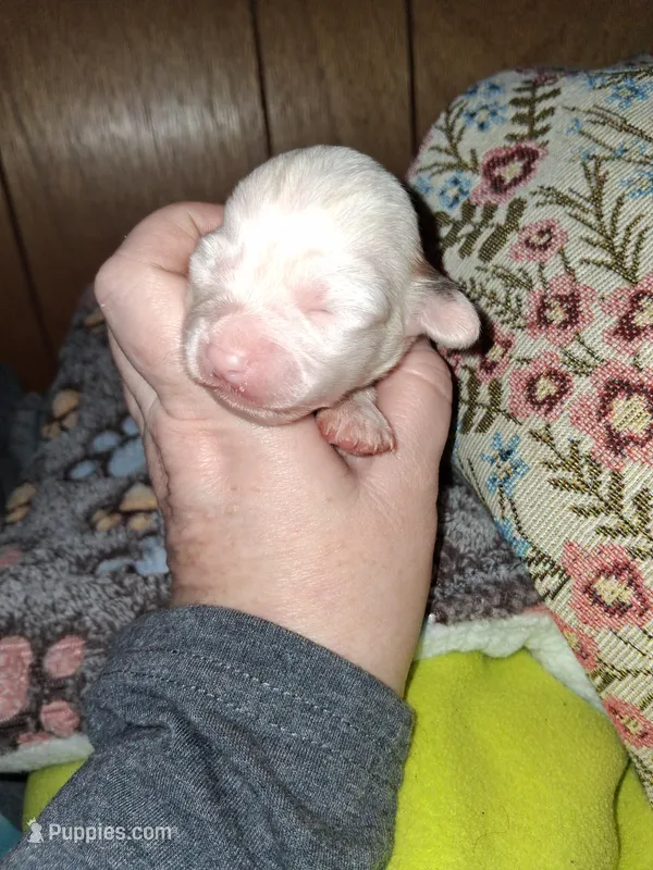 Margarita , a female Chipoo for sale in Perry, SC – Photo 1 of 3