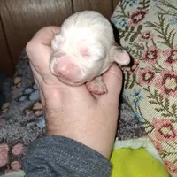 Margarita , a female Chipoo for sale in Perry, SC – Photo 4 of 7