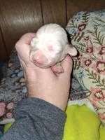 Margarita , a female Chipoo for sale in Perry, SC – Photo 1 of 3