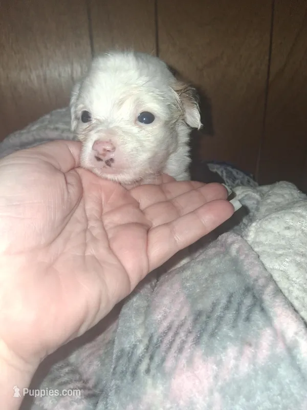 Margarita  – Chipoo puppy for sale in Perry, SC