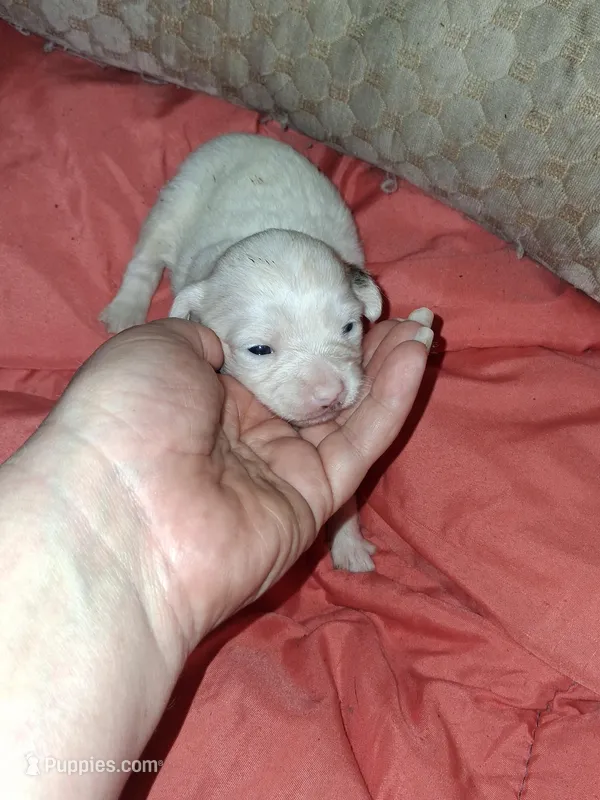 Margarita  – Chipoo puppy for sale in Perry, SC
