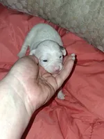 Margarita , a female Chipoo for sale in Perry, SC – Photo 3 of 7