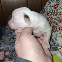 Margarita , a female Chipoo for sale in Perry, SC – Photo 5 of 7