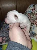 Margarita , a female Chipoo for sale in Perry, SC – Photo 2 of 3