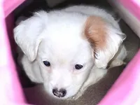 Margarita , a female Chipoo for sale in Perry, SC – Photo 8 of 8