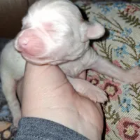 Margarita , a female Chipoo for sale in Perry, SC – Photo 6 of 7