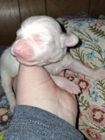 Margarita , a female Chipoo for sale in Perry, SC – Photo 3 of 3