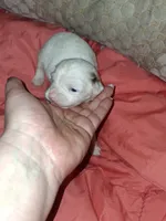 Margarita , a female Chipoo for sale in Perry, SC – Photo 7 of 7