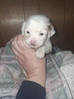 Margarita , a female Chipoo for sale in Perry, SC – Photo 2 of 7