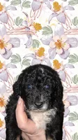 Mocha, a female Aussiedoodle and Poodle - Toy  for sale in Perry, SC – Photo 5 of 6