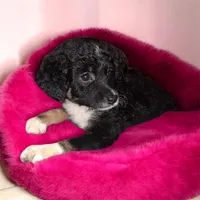 Mocha, a female Aussiedoodle and Poodle - Toy  for sale in Perry, SC – Photo 7 of 7