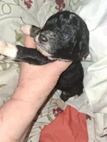 Mocha, a female Aussiedoodle and Poodle - Toy  for sale in Perry, SC – Photo 2 of 6