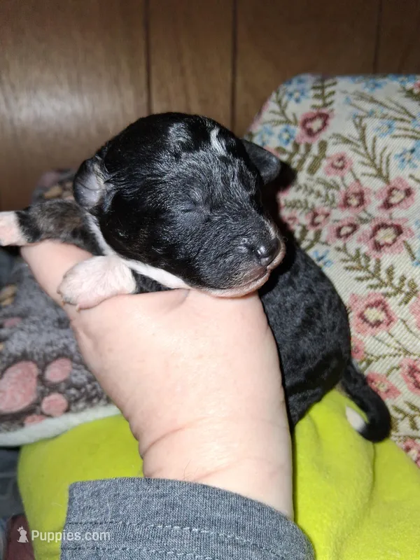 Mocha, a female Aussiedoodle and Poodle - Toy  for sale in Perry, SC – Photo 1 of 2