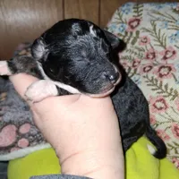 Mocha, a female Aussiedoodle and Poodle - Toy  for sale in Perry, SC – Photo 3 of 6