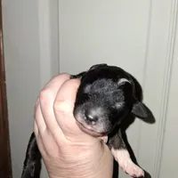 Mocha, a female Aussiedoodle and Poodle - Toy  for sale in Perry, SC – Photo 4 of 6