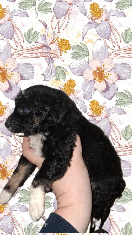 Mocha – Aussiedoodle, Poodle - Toy  puppy for sale in Perry, SC