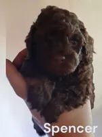 Spencer, a male Poodle - Toy  for sale in Perry, SC – 4 of 8