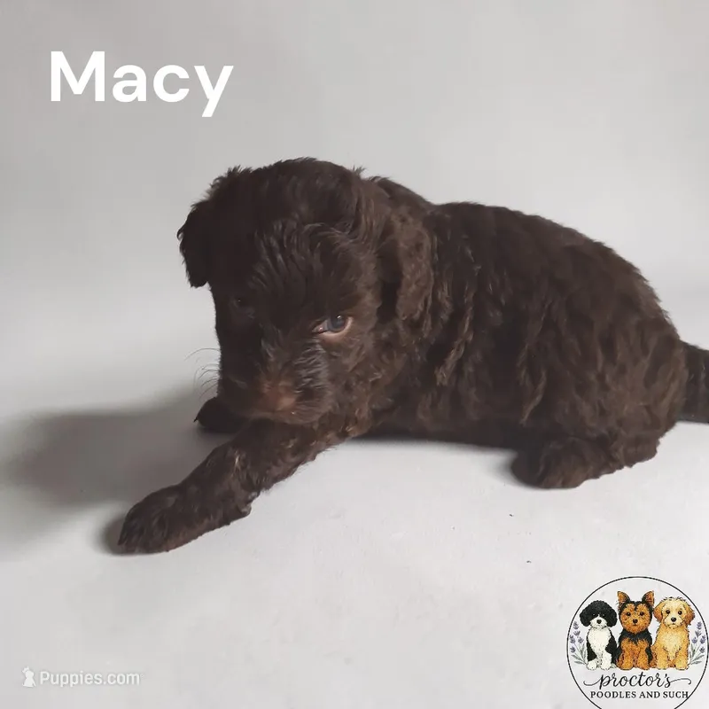 Macy – Miniature Aussiedoodle puppy for sale in Perry, SC