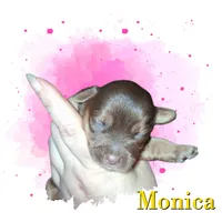 Monica, a female Yorkshire Terrier for sale in Perry, SC – 2 of 2