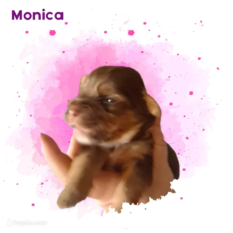 Monica – Yorkshire Terrier puppy for sale in Perry, SC