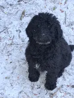 Magic, a female Poodle - Standard  for sale in Perry, SC – Photo 2 of 2