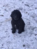 Magic, a female Poodle - Standard  for sale in Perry, SC – Photo 1 of 2