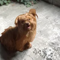 Beth, a female Yorkshire Terrier for sale in Perry, SC – 8 of 10