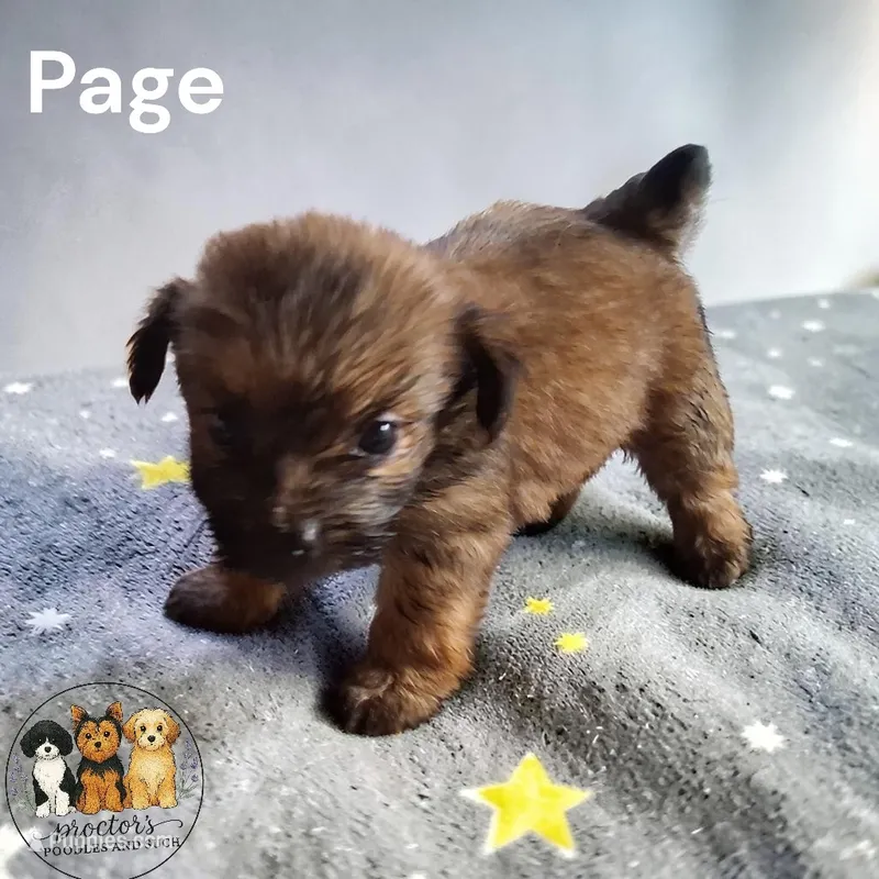 Page – Yorkshire Terrier puppy for sale in Perry, SC