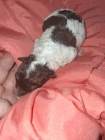 Sweet Pea, a female Yorkipoo for sale in Perry, SC – 2 of 2