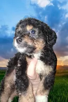 Cafe, a male Aussiedoodle and Poodle - Toy  for sale in Perry, SC – Photo 2 of 9