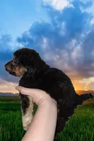 Cafe, a male Aussiedoodle and Poodle - Toy  for sale in Perry, SC – Photo 4 of 9