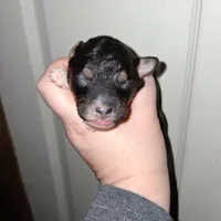 Cafe, a male Aussiedoodle and Poodle - Toy  for sale in Perry, SC – Photo 6 of 6