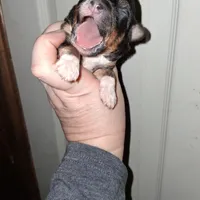 Cafe, a male Aussiedoodle and Poodle - Toy  for sale in Perry, SC – Photo 4 of 6