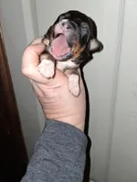 Cafe, a male Aussiedoodle and Poodle - Toy  for sale in Perry, SC – Photo 1 of 3
