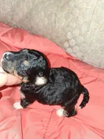 Cafe, a male Aussiedoodle and Poodle - Toy  for sale in Perry, SC – Photo 3 of 6