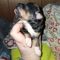 Cafe, a male Aussiedoodle and Poodle - Toy  for sale in Perry, SC – Photo 5 of 6