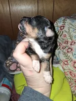 Cafe, a male Aussiedoodle and Poodle - Toy  for sale in Perry, SC – Photo 2 of 3