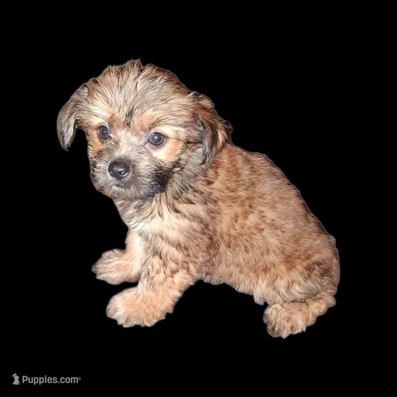 Courtney  – Chorkie puppy for sale in Perry, SC
