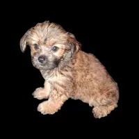 Courtney , a female Chorkie for sale in Perry, SC – 1 of 1