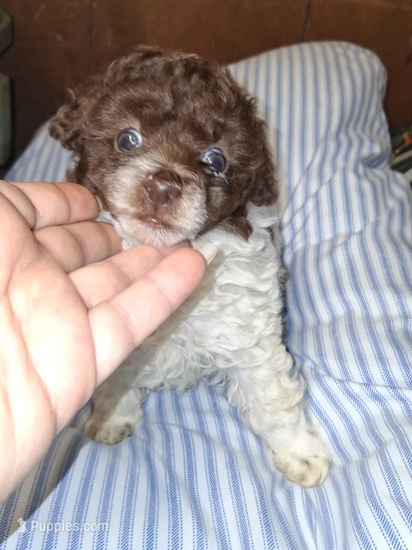 Sweet Pea – Poodle - Toy  puppy for sale in Perry, SC