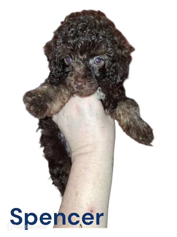 Spencer – Poodle - Toy  puppy for sale in Perry, SC