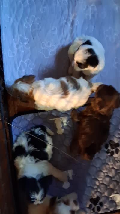 Beth, a female Yorkshire Terrier for sale in Perry, SC – 7 of 10