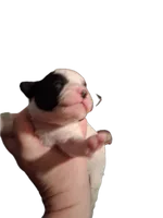 processed/ea2d30c4-f61d-421a-9cb2-56d0ef30e197/listing/3d489f68-5277-420f-b4bd-c78144161a7a/1ff3ab66-4c53-499c-9043-7c23ff2512fd