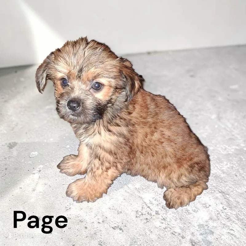 Page – Yorkshire Terrier puppy for sale in Perry, SC